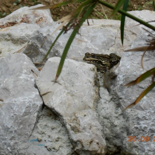 Entretien votre jardin à Plaisance-du-Touch
