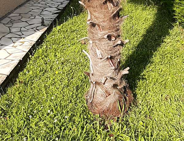 Gestion des déchets verts à Plaisance-du-Touch